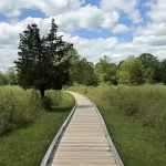 Beige Trail