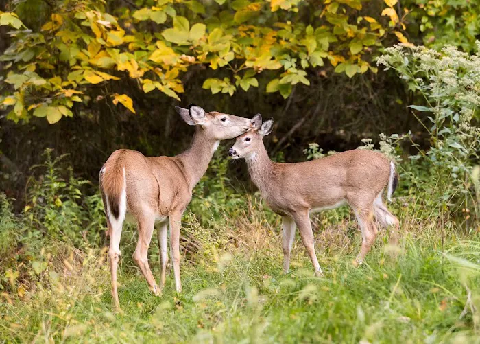 Great Swamp National Wildlife Refuge Wilderness Picture 6