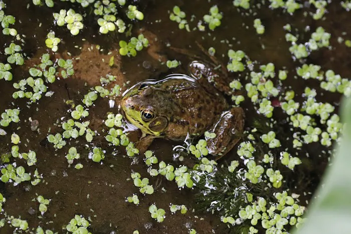 Great Swamp National Wildlife Refuge Wilderness Picture 8