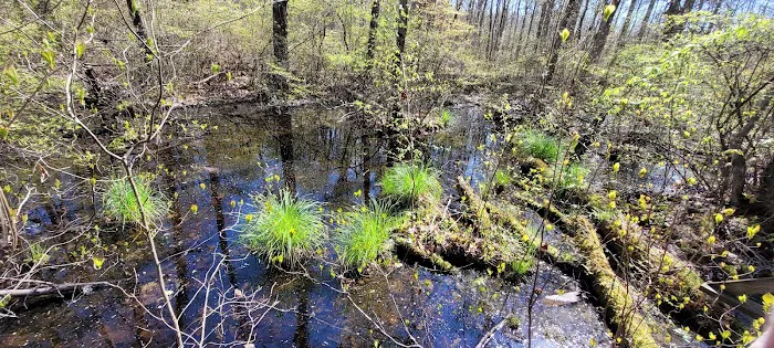 Great Swamp National Wildlife Refuge Wilderness Picture 3