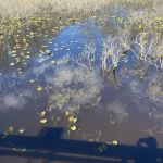 Great Swamp National Wildlife Refuge Wilderness