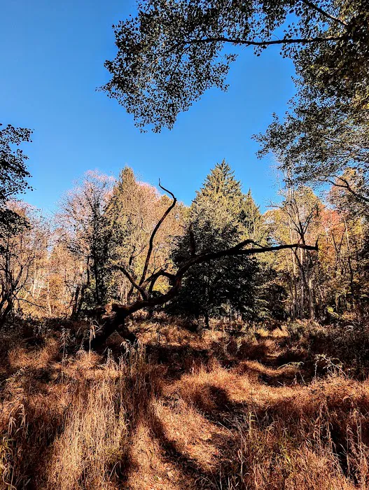 Great Swamp National Wildlife Refuge Wilderness Picture 9