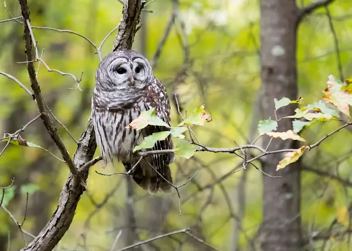 Great Swamp National Wildlife Refuge Wilderness Picture 7