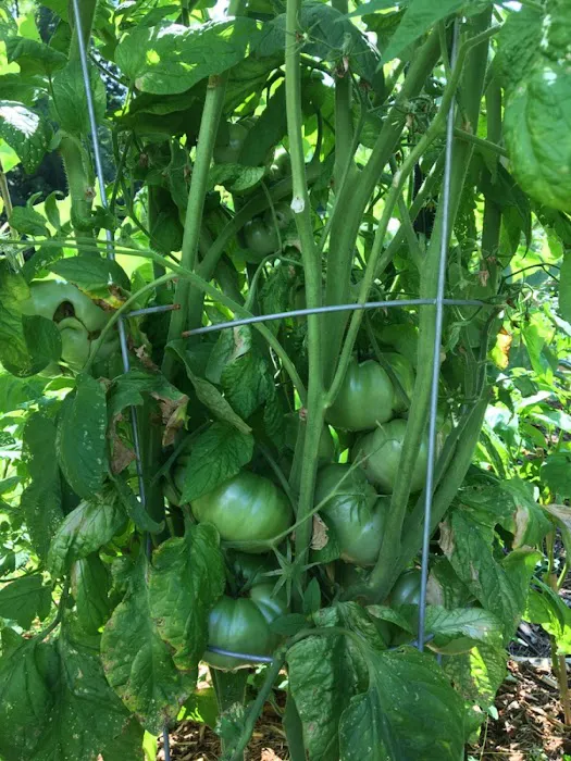 ValleVue Morristownship Community Garden Picture 2