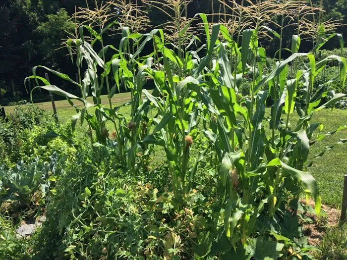 ValleVue Morristownship Community Garden Picture 8