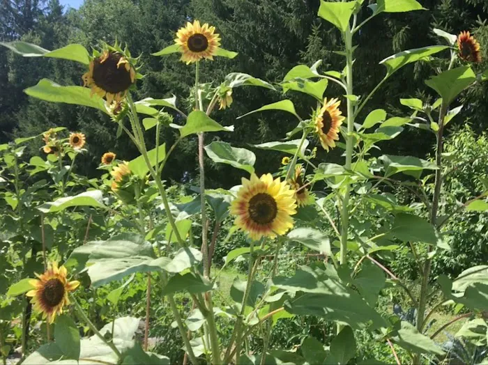 ValleVue Morristownship Community Garden Picture 1