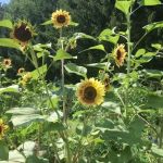 ValleVue Morristownship Community Garden