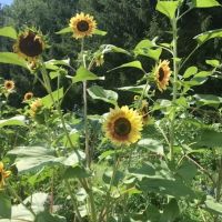 ValleVue Morristownship Community Garden ico