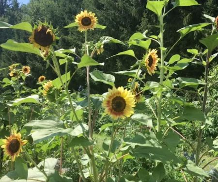 ValleVue Morristownship Community Garden