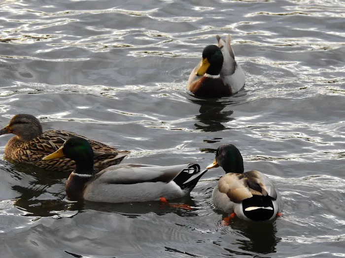 Fisherman's Park Picture 5