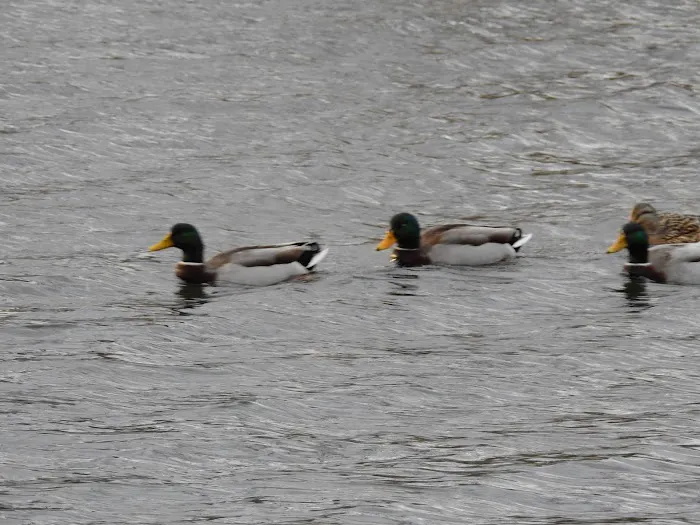 Fisherman's Park Picture 7