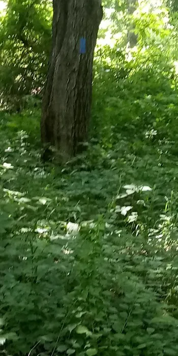 Shelton Land Trust Picture 1