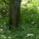Shelton Land Trust