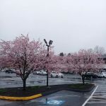 Huntington Green