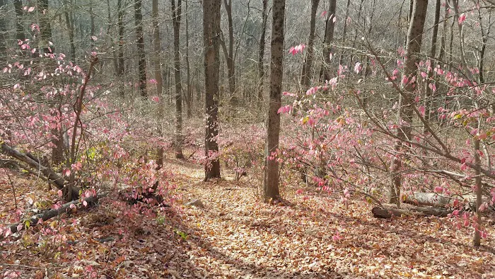 Williams Park Picture 6