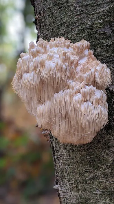 Great Woods Walk Picture 8