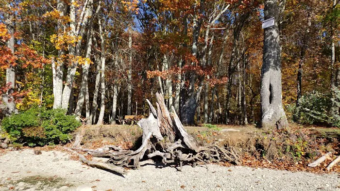 Great Woods Walk Picture 4
