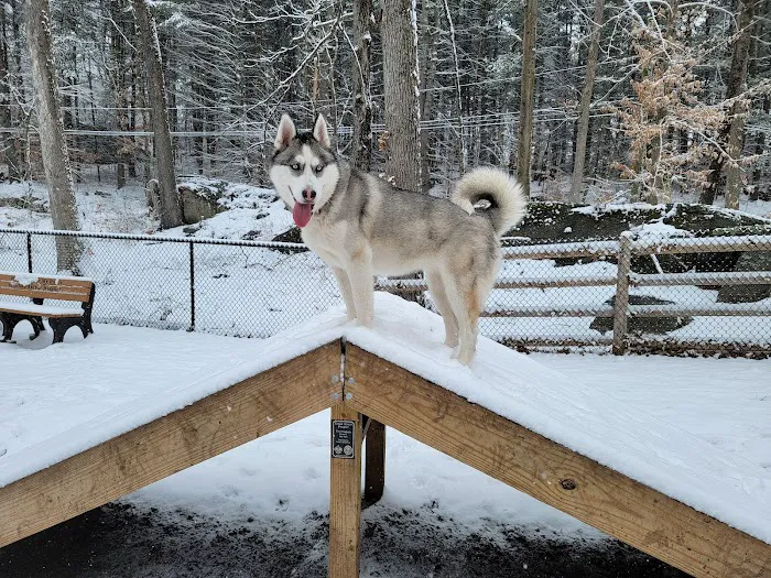 Jared's Dog Park Picture 4