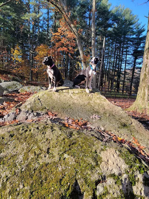 Jared's Dog Park Picture 10
