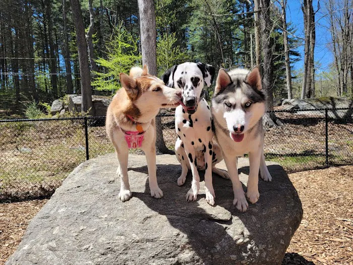 Jared's Dog Park Picture 3
