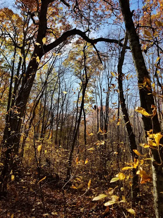 Roosevelt Forest Picture 5