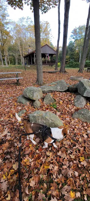Roosevelt Forest Picture 3