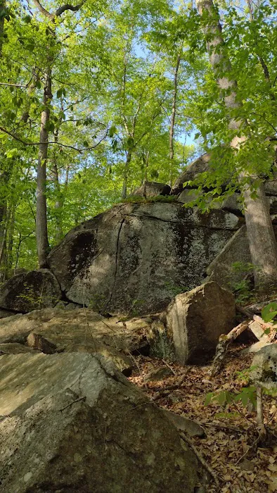 Roosevelt Forest Picture 1
