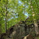 Roosevelt Forest