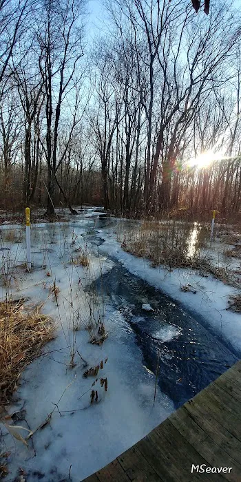 Roosevelt Forest Picture 9