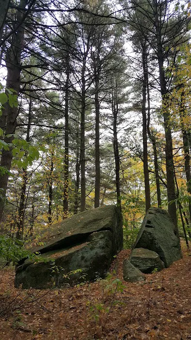 Roosevelt Forest Picture 8
