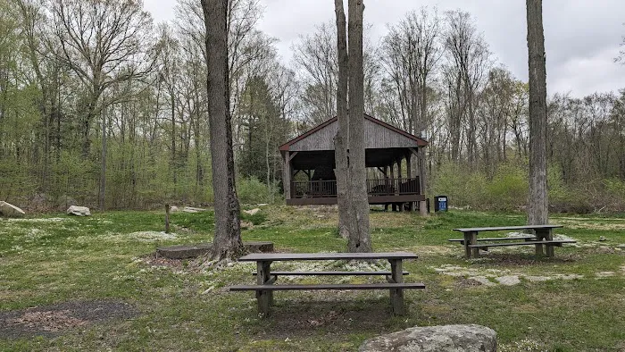 Roosevelt Forest Picture 7