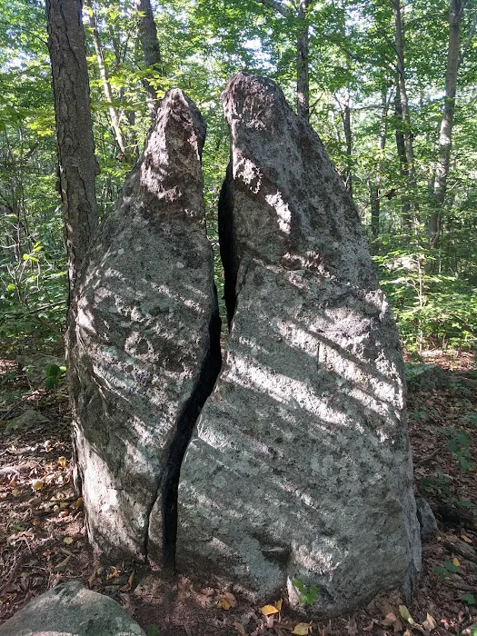 Roosevelt Forest Picture 10