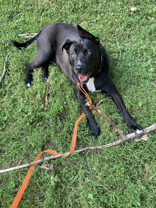 Candlewoof Dog Park Picture 4