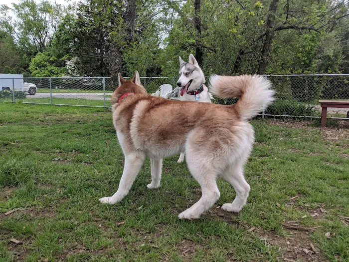 Candlewoof Dog Park Picture 8