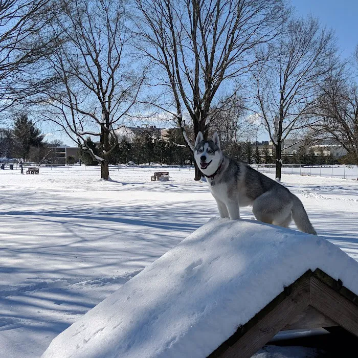 Candlewoof Dog Park Picture 10