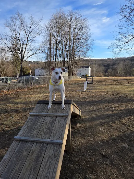 Candlewoof Dog Park Picture 3