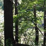 National Scenic Trail At Bulls Bridge