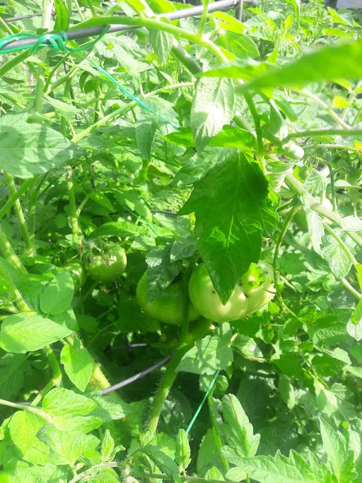 Township of Union Community Garden Picture 5