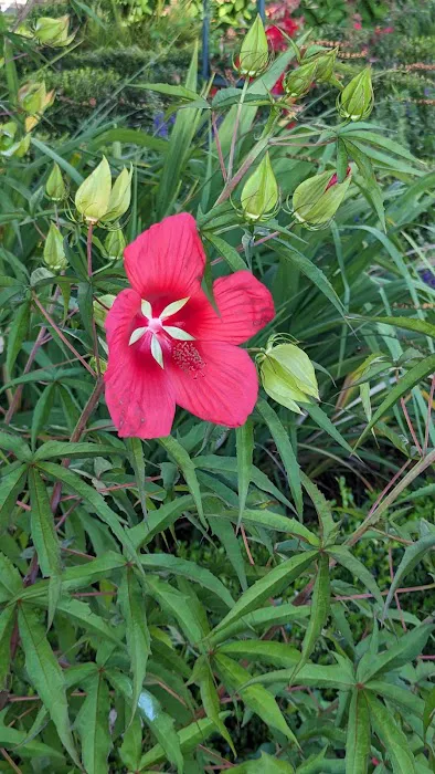 The Hummingbird Garden Picture 4