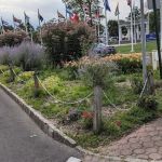 The Butterfly Garden