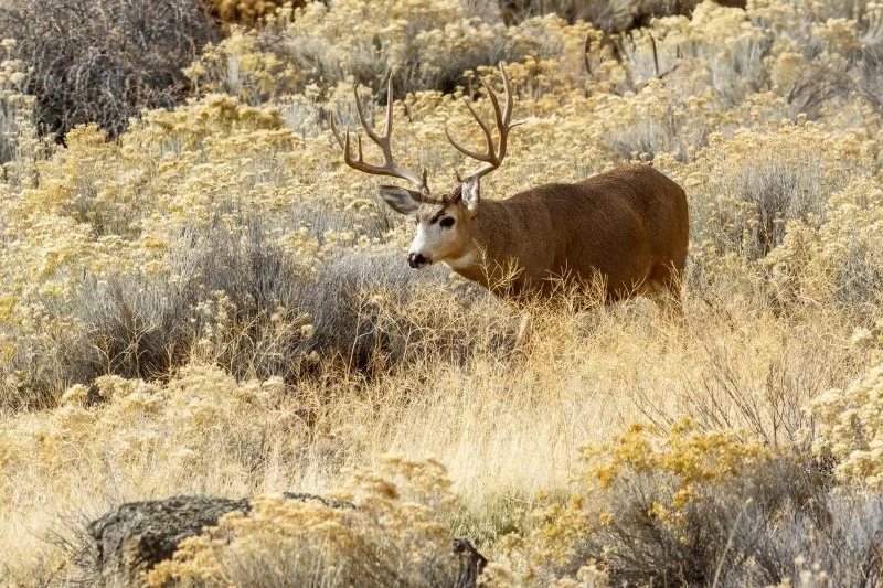 A Local’s Guide to Wildlife Watching in California