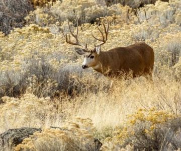 A Local’s Guide to Wildlife Watching in California