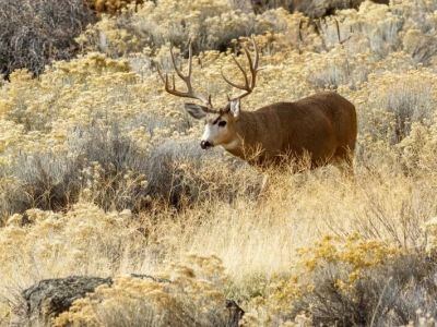 A Local’s Guide to Wildlife Watching in California
