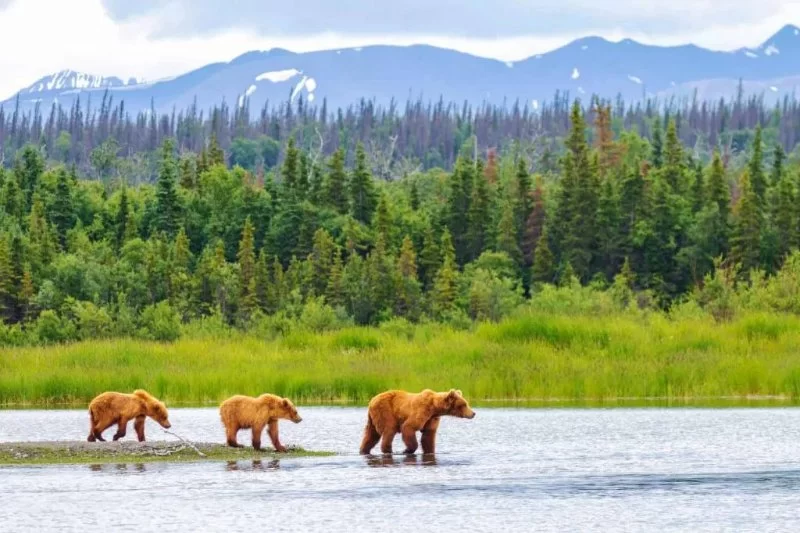 Top 10 Wildlife Watching Spots in Alaska You Shouldn't Miss