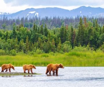 Top 10 Wildlife Watching Spots in Alaska You Shouldn't Miss