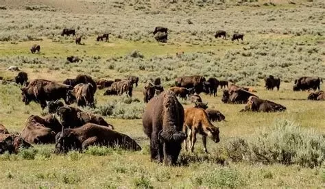 A Local’s Guide to Wildlife Watching in Montana
