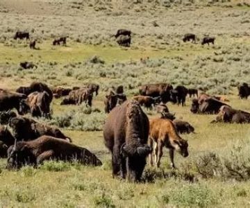 A Local’s Guide to Wildlife Watching in Montana